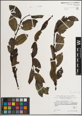 Foto von Salix mielichhoferi Saut. x Salix myrsinifolia Salisb.